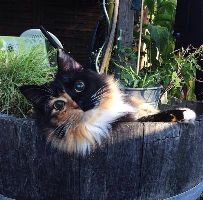 Jasmine los ojos de gata mas irresistibles del mundo (7)
