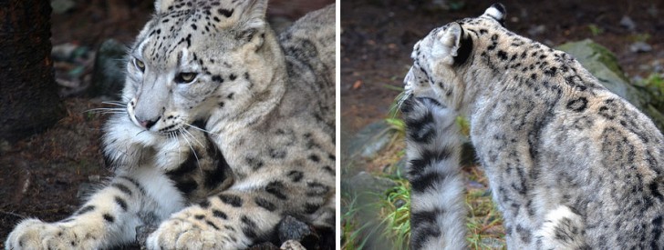 La increible belleza del leopardo de las nieves (1)