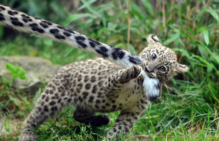 La increible belleza del leopardo de las nieves (10)