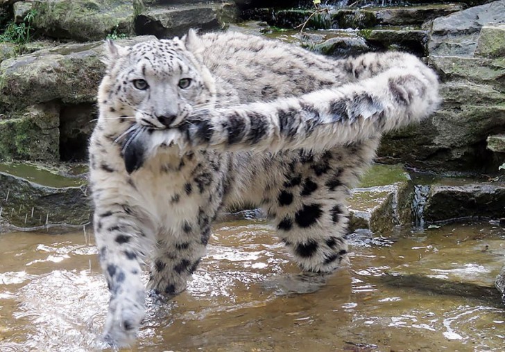La increible belleza del leopardo de las nieves (11)