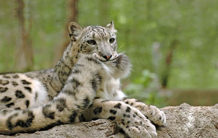 La increible belleza del leopardo de las nieves (2)