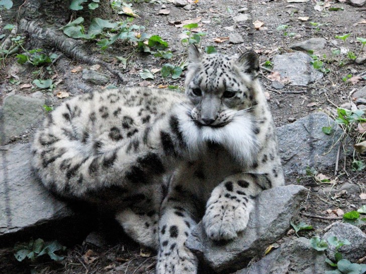 La increible belleza del leopardo de las nieves (3)