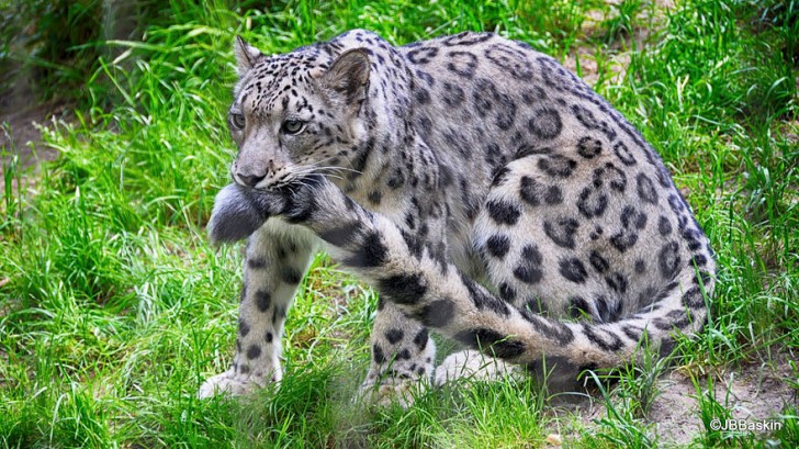 La increible belleza del leopardo de las nieves (5)