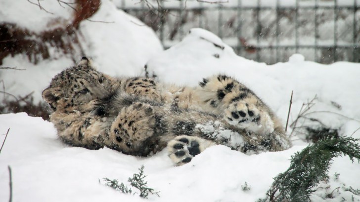 La increible belleza del leopardo de las nieves (6)
