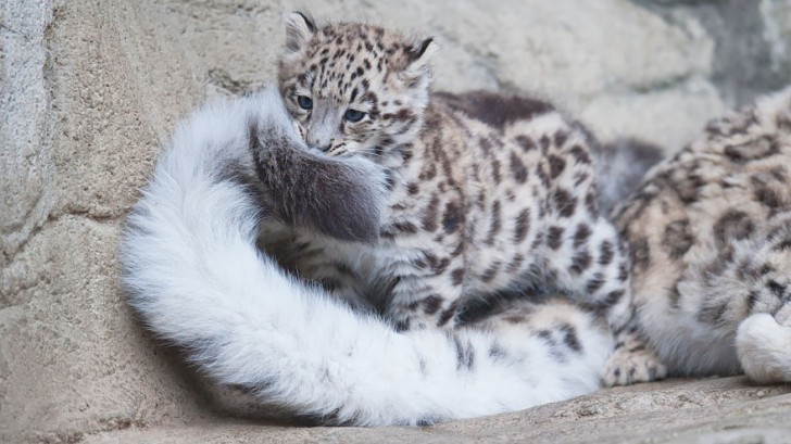 La increible belleza del leopardo de las nieves (7)