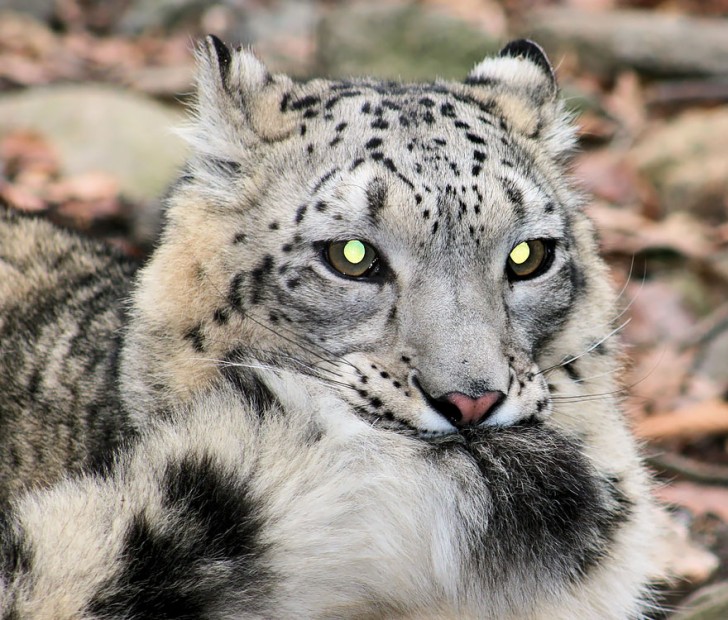 La increible belleza del leopardo de las nieves (8)