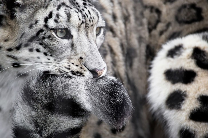 La increible belleza del leopardo de las nieves (9)