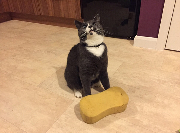 La l&oacute;gica de los gatos es as&iacute; 1