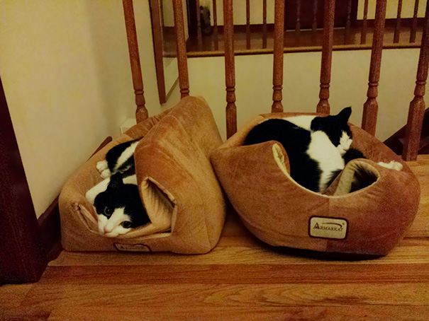 La l&oacute;gica de los gatos es as&iacute; 10