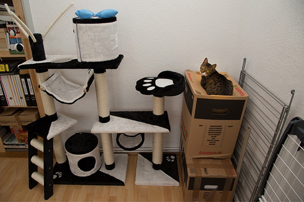La l&oacute;gica de los gatos es as&iacute; 11