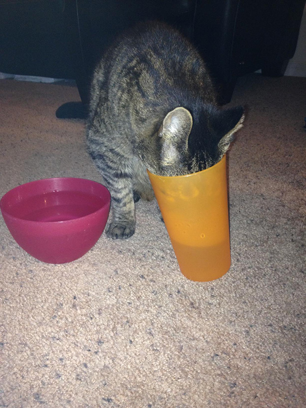 La l&oacute;gica de los gatos es as&iacute; 15