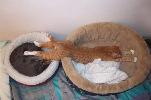 La l&oacute;gica de los gatos es as&iacute; 3