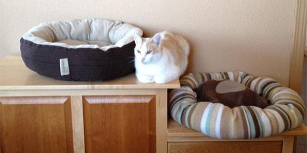 La l&oacute;gica de los gatos es as&iacute; 4