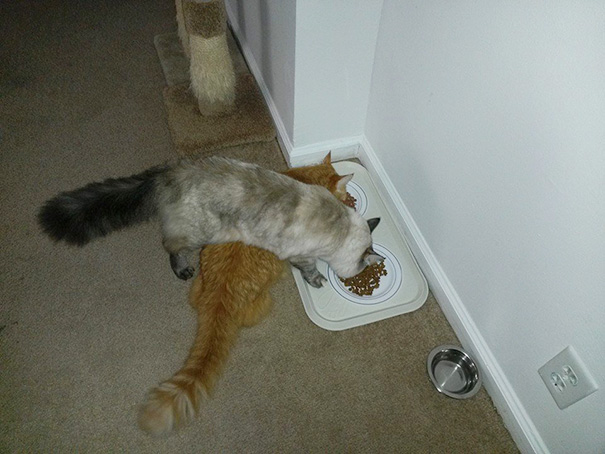 La l&oacute;gica de los gatos es as&iacute; 5