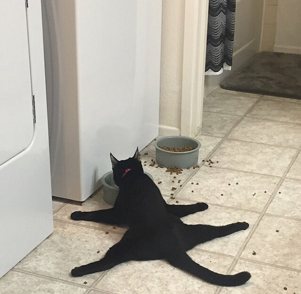 La l&oacute;gica de los gatos es as&iacute; 7