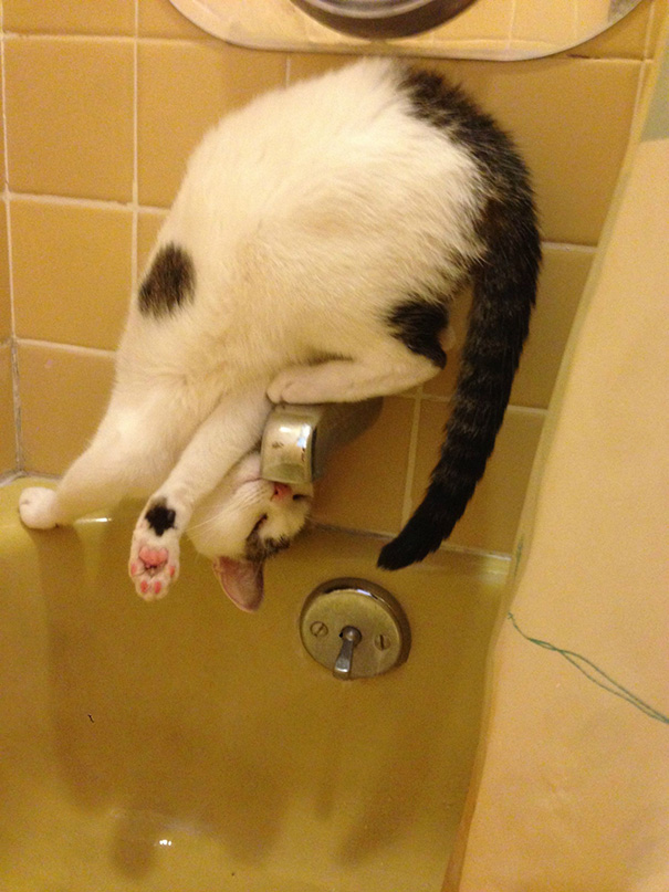 La l&oacute;gica de los gatos es as&iacute; 8