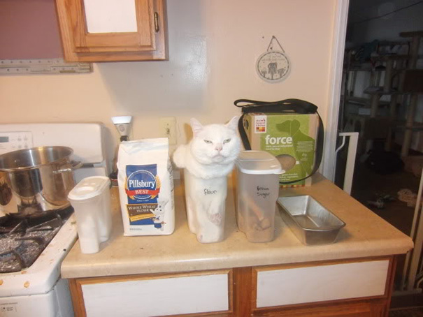 La l&oacute;gica de los gatos es as&iacute; 9
