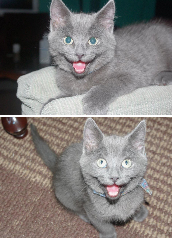 Los gatos mas felices del mundo (2)