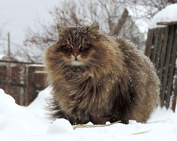 Los gatos mas peludos de Internet (16)