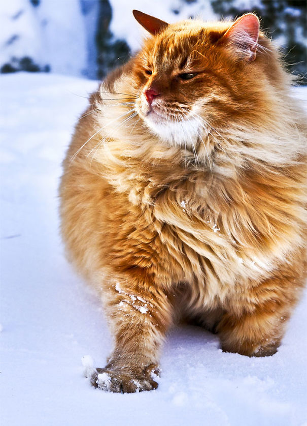 Los gatos mas peludos de Internet (21)