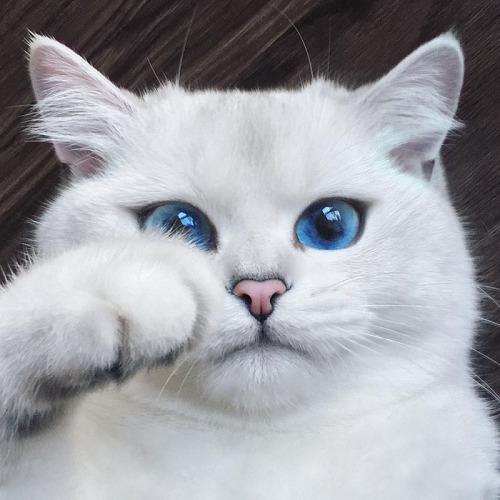 Los ojos de gato mas bonitos de Internet (1)