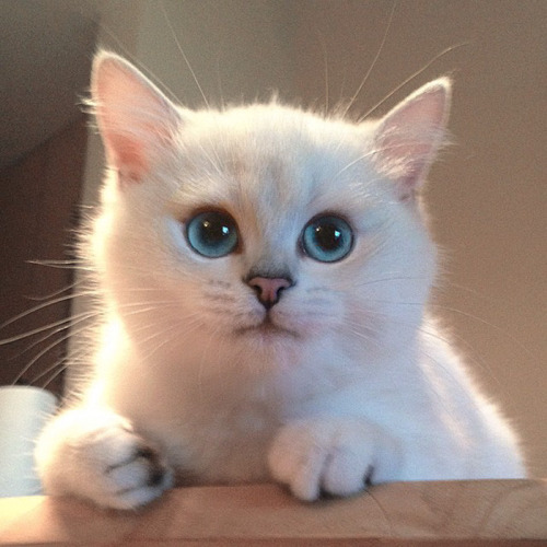 Los ojos de gato mas bonitos de Internet (10)