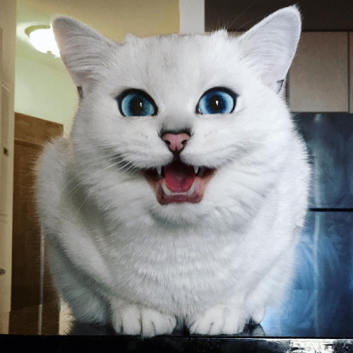Los ojos de gato mas bonitos de Internet (11)