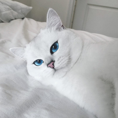 Los ojos de gato mas bonitos de Internet (12)