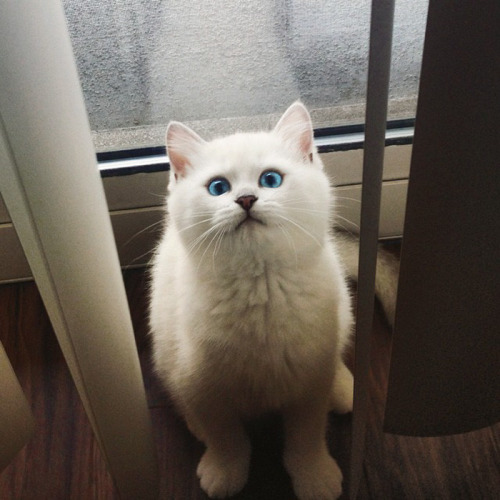 Los ojos de gato mas bonitos de Internet (13)
