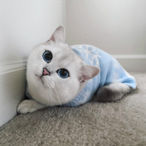 Los ojos de gato mas bonitos de Internet (14)