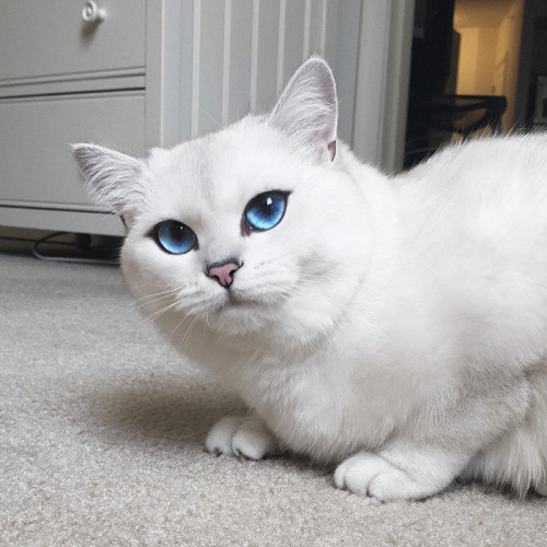 Los ojos de gato mas bonitos de Internet (16)