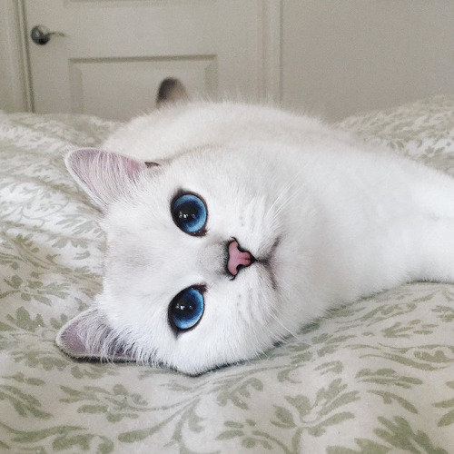 Los ojos de gato mas bonitos de Internet (17)