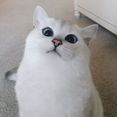 Los ojos de gato mas bonitos de Internet (2)