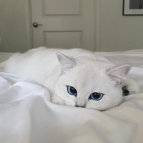 Los ojos de gato mas bonitos de Internet (3)