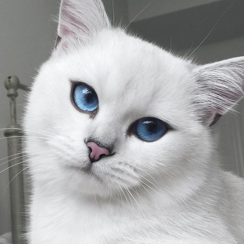 Los ojos de gato mas bonitos de Internet (4)