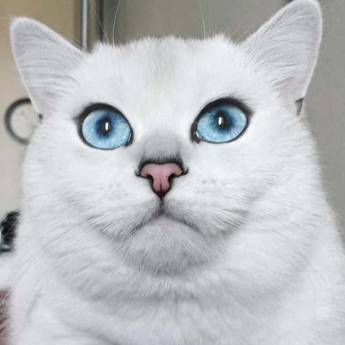 Los ojos de gato mas bonitos de Internet (5)