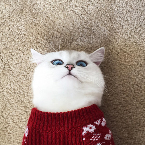 Los ojos de gato mas bonitos de Internet (6)