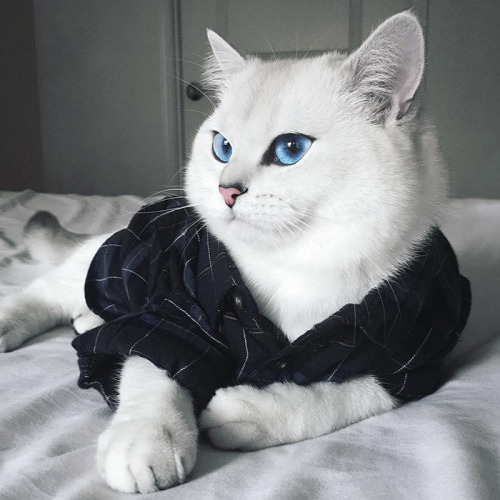 Los ojos de gato mas bonitos de Internet (9)