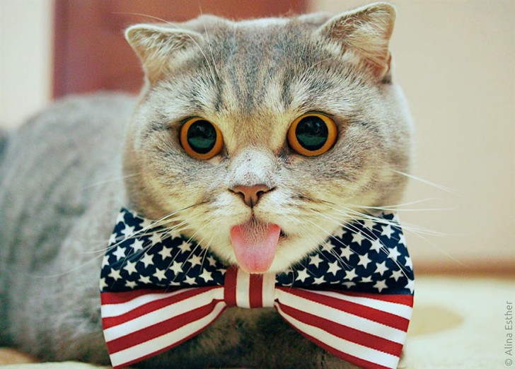 Melissa, la gata a la que le encanta sacar la lengua (2)