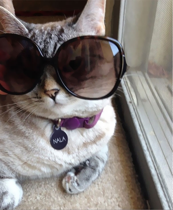 Nala, el gato con más de 3 millones de seguidores en Instagram 1