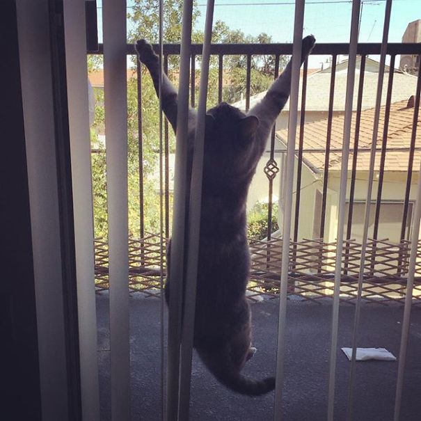 Nala, el gato con más de 3 millones de seguidores en Instagram 11