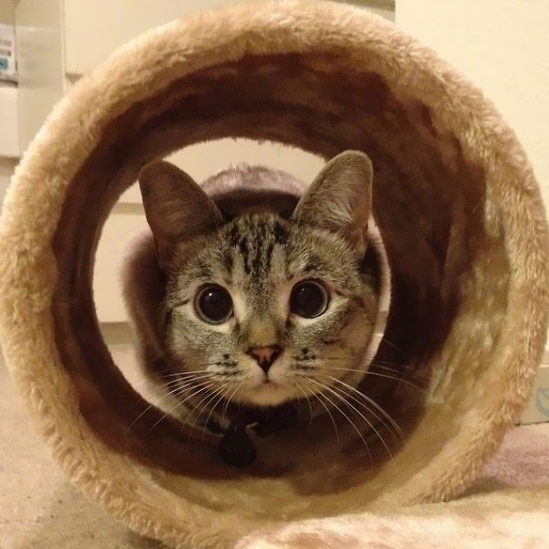 Nala, el gato con más de 3 millones de seguidores en Instagram 12