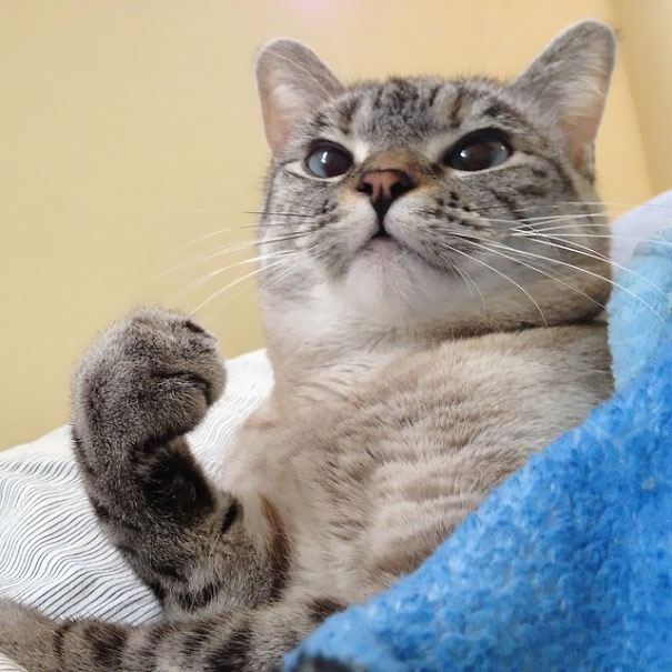 Nala, el gato con más de 3 millones de seguidores en Instagram 14