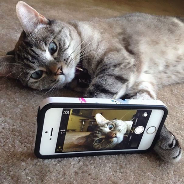 Nala, el gato con más de 3 millones de seguidores en Instagram 2