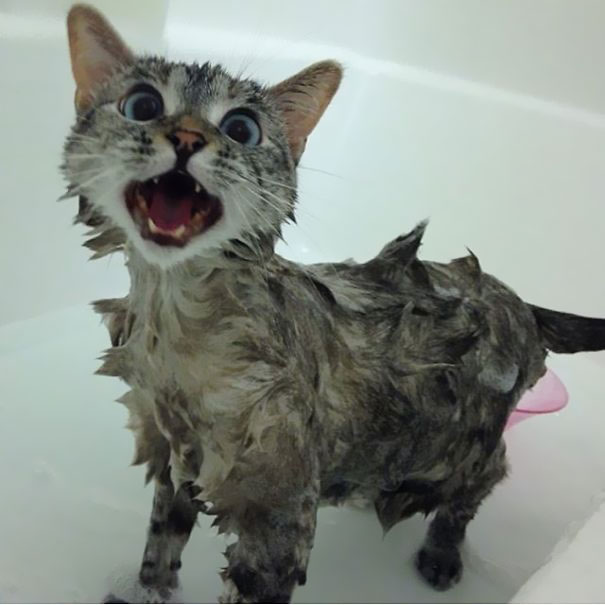 Nala, el gato con m&aacute;s de 3 millones de seguidores en Instagram 4