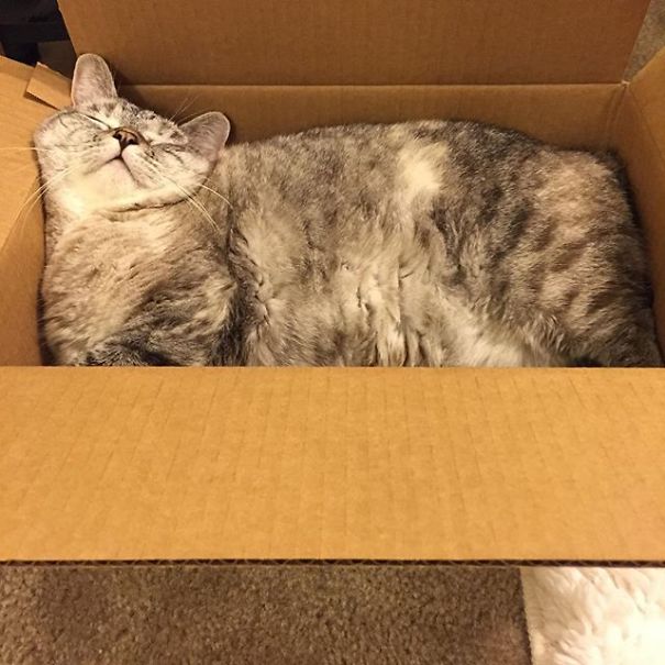 Nala, el gato con más de 3 millones de seguidores en Instagram 5