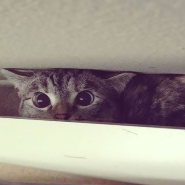 Nala, el gato con más de 3 millones de seguidores en Instagram 6