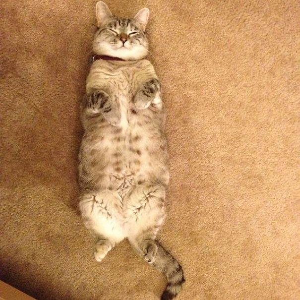 Nala, el gato con más de 3 millones de seguidores en Instagram 8