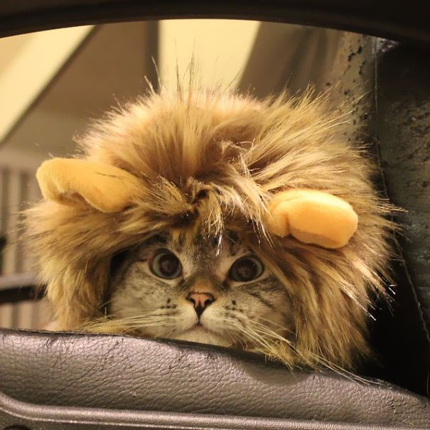 Nala, el gato con más de 3 millones de seguidores en Instagram 9