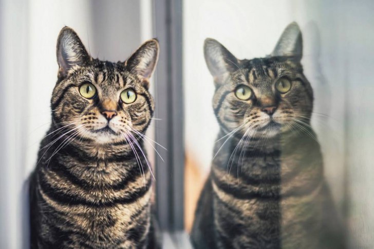 Preciosas fotos de gatos de la fotografa Felicity Berkleef (11)